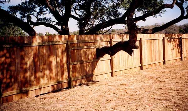 Cedar privacy fence built around a live oak
