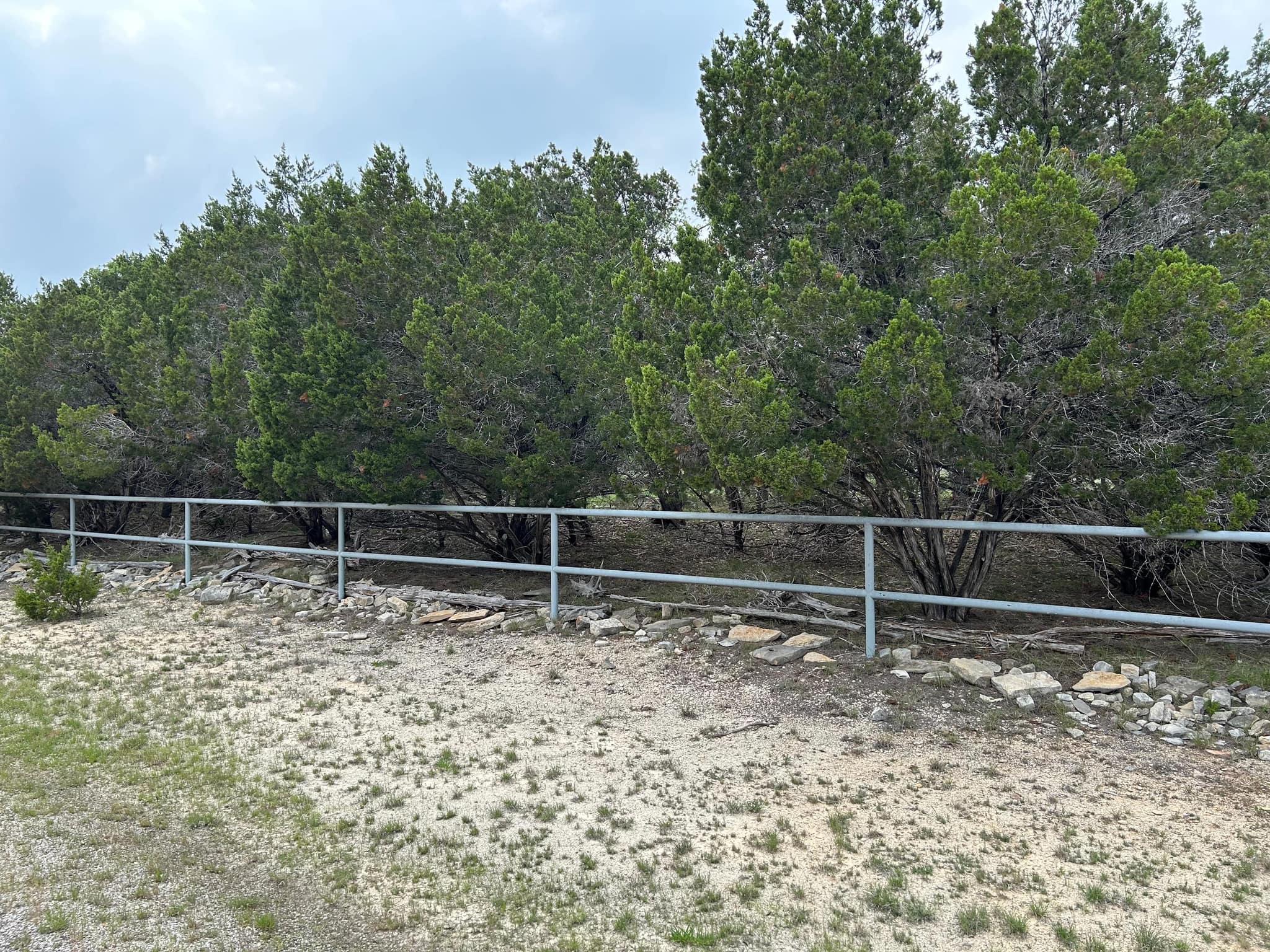 Galvanized pipe rail fence along a cedar tree line