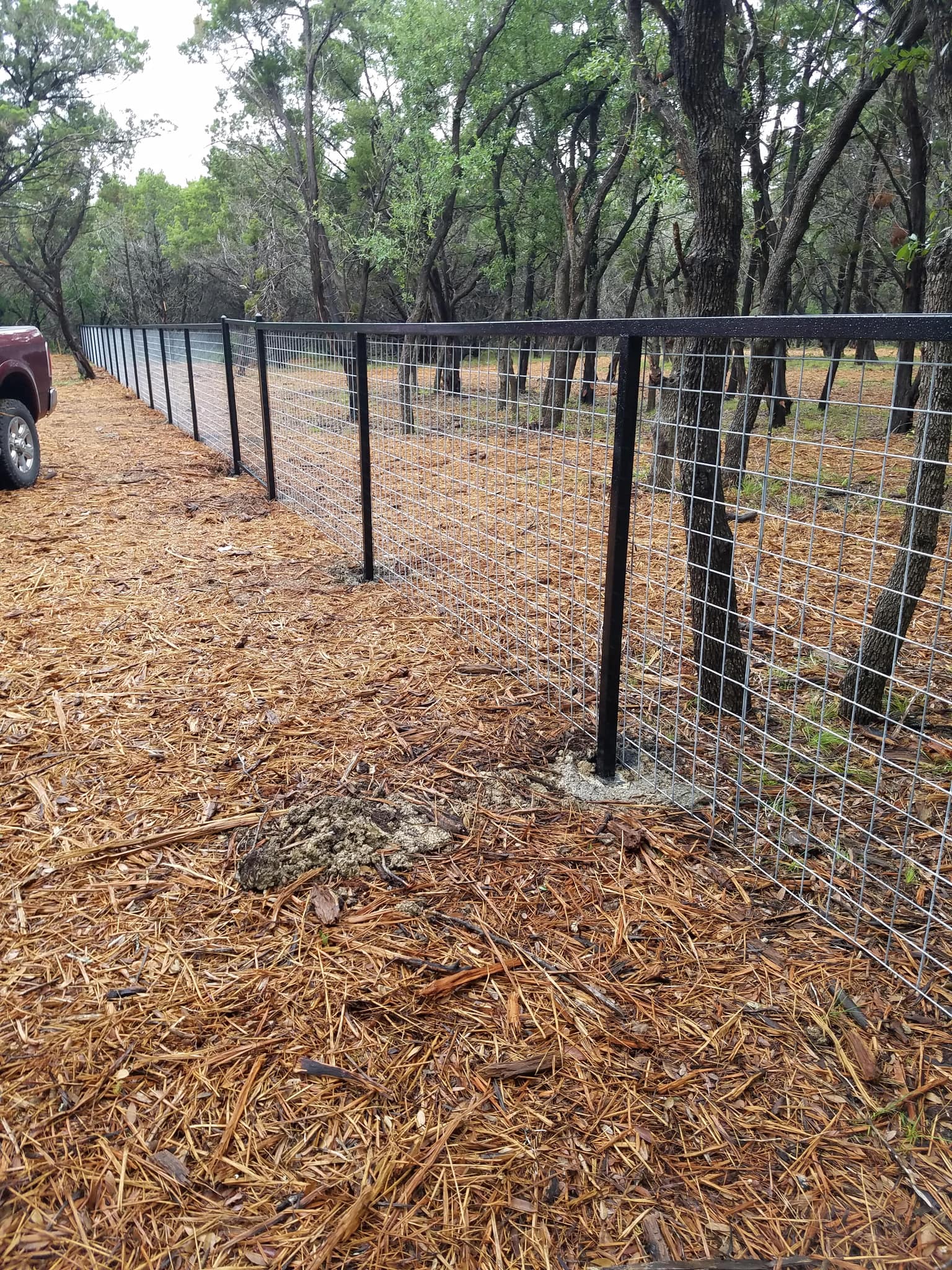 Black steel-framed welded-wire fence running through cedar woods